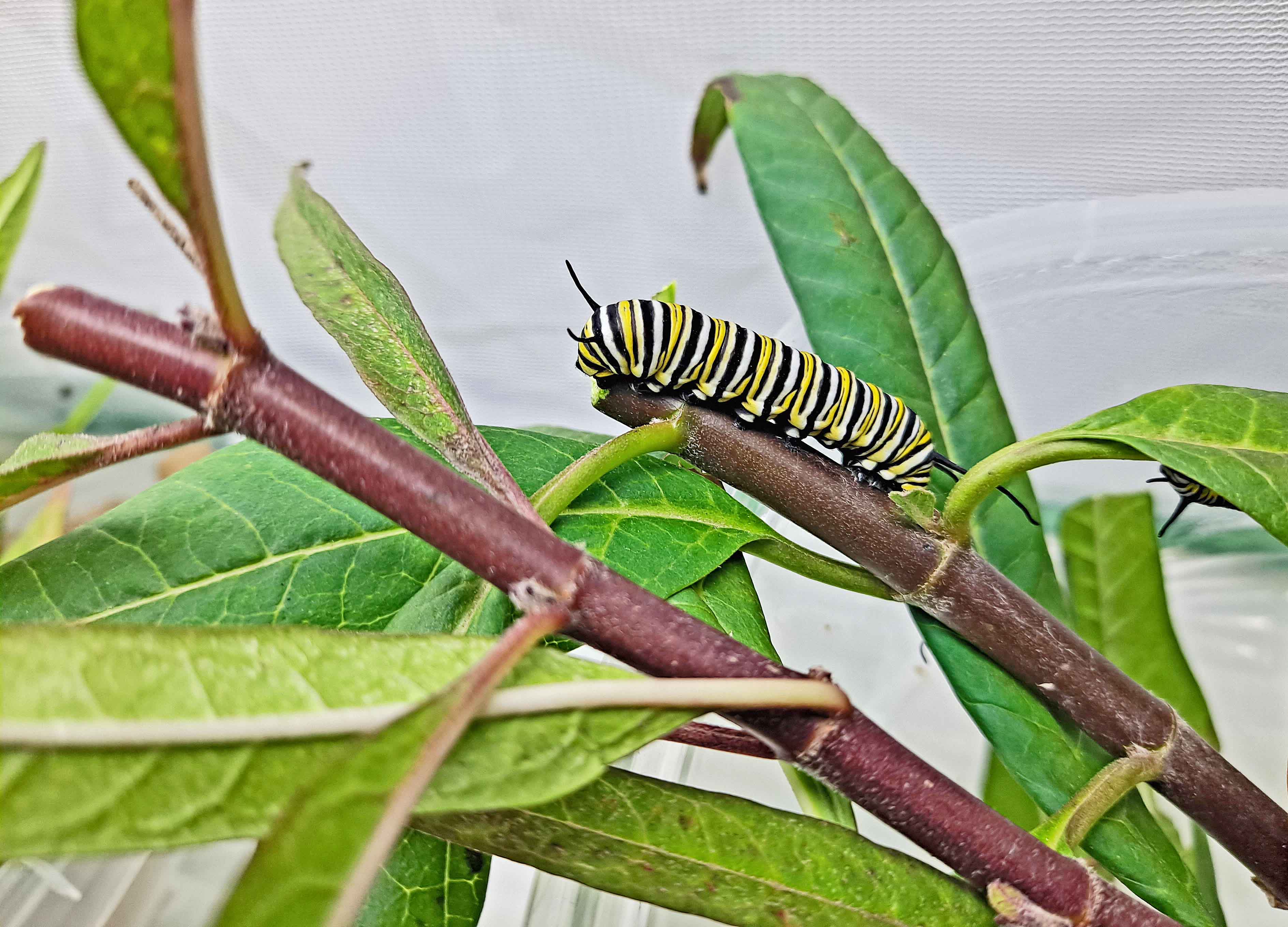 monarch caterpillar cropped enhanced